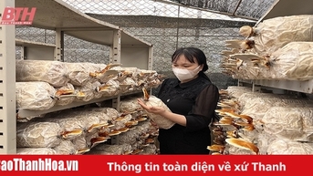 Nông dân trồng nấm chuẩn bị cho vụ tết