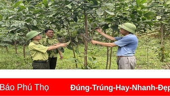 Phát triển rừng cây gỗ lớn