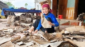 ស្លឹកចេកប្រើសម្រាប់រុំនំ Ninh Giang Gai នាំប្រាក់ចំណូលដល់ប្រជាជននៅ Lao Cai