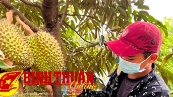 Nghề “gõ” sầu riêng
