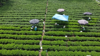Ấn định thời gian tổ chức Lễ hội Hương sắc trà xuân