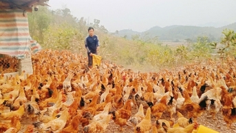 Huyện Tiên Yên: Chủ động nguồn cung các sản phẩm OCOP