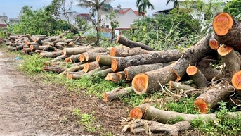 TP Hải Dương thanh lý hơn 300 khối gỗ từ cây gãy đổ do bão số 3