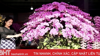 Những chậu lan hồ điệp “khủng”, giá cả trăm triệu đồng ở Hà Tĩnh