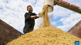Siêu giống lúa mới có năng suất cao của Trung Quốc lai lúa nếp và lúa gạo