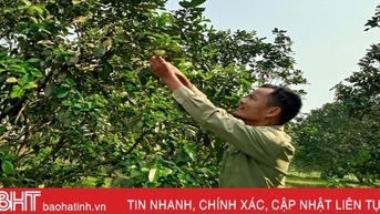 Nông dân Can Lộc chăm sóc cam, bưởi thời kỳ đơm hoa