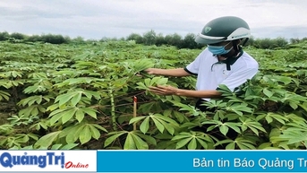 Chọn giống sắn HN1 với nhiều ưu điểm để thay thế giống sắn KM94