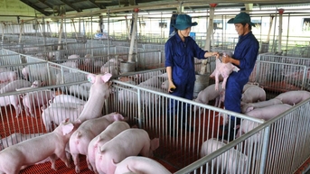 Giá thịt lợn lập đỉnh, "đại gia" chăn nuôi lãi khủng