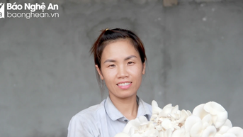 កសិករ Nghia Dan ដាំផ្សិតអយស្ទ័រដែលមិនប៉ះពាល់ដល់បរិស្ថាន