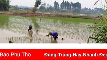 Hoàn thành việc gieo cấy trà Xuân sớm
