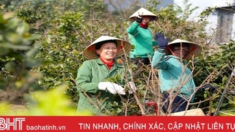 Bật mí thời điểm tuốt lá mai vàng Kỳ Anh để hoa nở rộ dịp tết