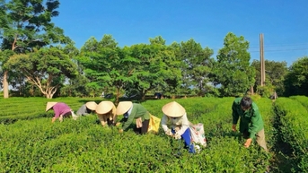 Hải Hà: Nâng cao chất lượng, giá trị nông sản
