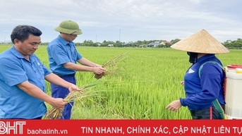 Nông dân Hà Tĩnh “đau đầu” xử lý bệnh khô vằn hại lúa