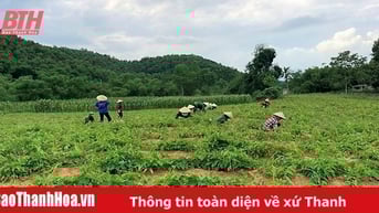 Quản lý, bảo vệ rừng phòng hộ đầu nguồn gắn phát triển cây dược liệu có giá trị kinh tế cao