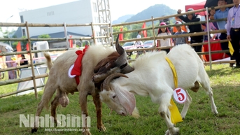 Nhiều hoạt động vui chơi giải trí sôi nổi hấp dẫn tại Tuần Du lịch