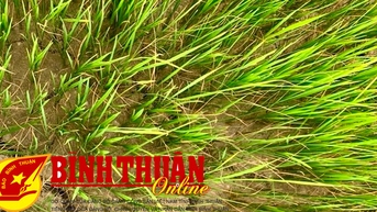 Đẩy mạnh các giải pháp để ứng phó nguy cơ hạn hán, thiếu nước