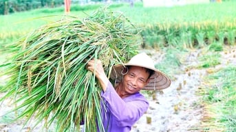 Tứ Kỳ biến tiềm năng nông nghiệp hữu cơ và du lịch sinh thái thành hiện thực