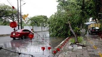 Thành phố Ninh Bình khẩn trương thu dọn cây xanh đổ, gãy do bão số 3