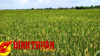 Chỉ thị của Đảng cất cánh một vùng lúa. Bài 1