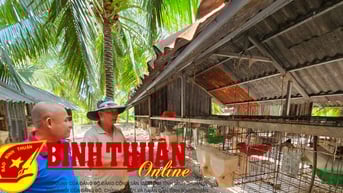 Thực hiện hiệu quả liên kết sản xuất và tiêu thụ sản phẩm nông nghiệp