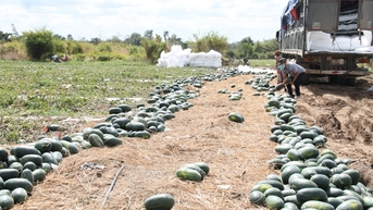 ផ្លែឪឡឹកវៀតណាមត្រូវបានអនុញ្ញាតឱ្យនាំចេញជាផ្លូវការទៅកាន់ប្រទេសចិន។