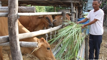 Bac Ai៖ ការពារសត្វពាហនៈយ៉ាងសកម្មក្នុងរដូវប្រាំង