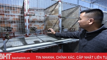 Khám phá trang trại nuôi chồn hương quy mô lớn ở Hà Tĩnh