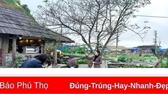 Hoa đào nở sớm nơi rẻo cao Tà Xùa