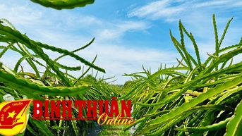 វគ្គបណ្តុះបណ្តាលស្តីពីការអភិវឌ្ឍន៍ផ្លែស្រកានាគក្នុងស្ថានភាពថ្មី។