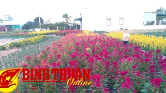 Mùa hoa tết