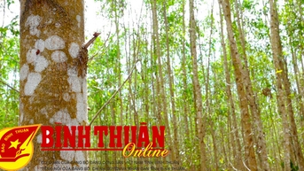 Thêm gỗ lớn, rừng Bình Thuận đa dạng nguyên liệu gỗ