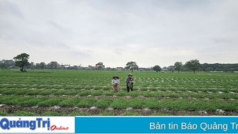 Phát triển cây ném vùng cát xã Hải Dương