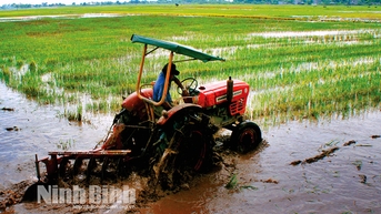 Chủ động phương án sản xuất vụ Mùa
