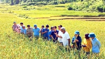 Hỗ trợ sản xuất, tạo sinh kế cho người dân