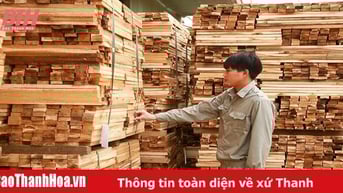 Hiệu quả từ trồng rừng theo tiêu chuẩn quốc tế FSC