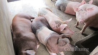 63,000 VND/kg 수준에서 횡보 거래 지속