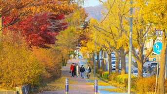 한국에서는 언제 '황금빛 가을'을 볼 수 있나요?