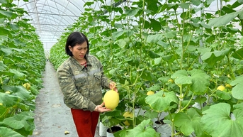 Nông dân Hải Dương viết tiếp giấc mơ nông nghiệp công nghệ cao