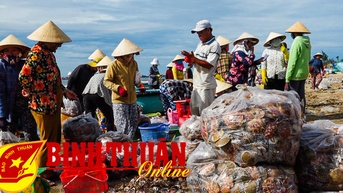 Tại sao mô hình tái tạo điệp quạt ở Tuy Phong thất bại?