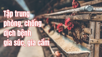 Thủ tướng chỉ đạo tập trung phòng, chống dịch bệnh gia súc, gia cầm