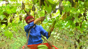 Mướp hương Nghệ An &#039;cháy hàng&#039; mùa nắng