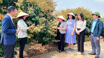 Vải Thanh Hà có thêm cơ hội xuất khẩu sang Mỹ, Canada