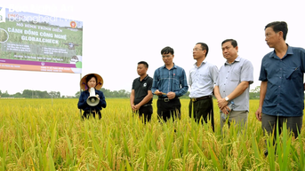 Trồng lúa theo hướng hữu cơ mang lại hiệu quả kinh tế cao ở &#039;quê lúa&#039; Nghệ An