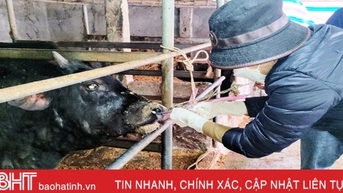 Loc Ha មានការផ្ទុះឡើងនៃជម្ងឺស្បែកលើសត្វគោ និងក្របី។