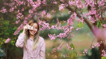 한여름 달랏에서 벚꽃이 피는 모습을 감상하다
