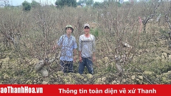 Hiệu quả từ tập trung đất đai và liên kết bao tiêu sản phẩm