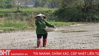 Nông dân Hà Tĩnh đồng loạt xuống đồng gieo cấy lúa xuân