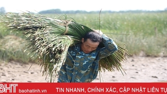 ដំណាំល្មឿងមិនសប្បាយចិត្តរបស់ប្រជាជននៃ "អូអាស" ហុងឡាំ