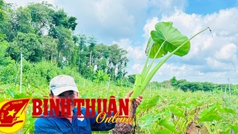 Mùa “vàng” khoai môn ở Đức Linh