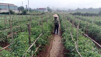 Huyện Điện Biên đẩy mạnh trồng cây vụ đông